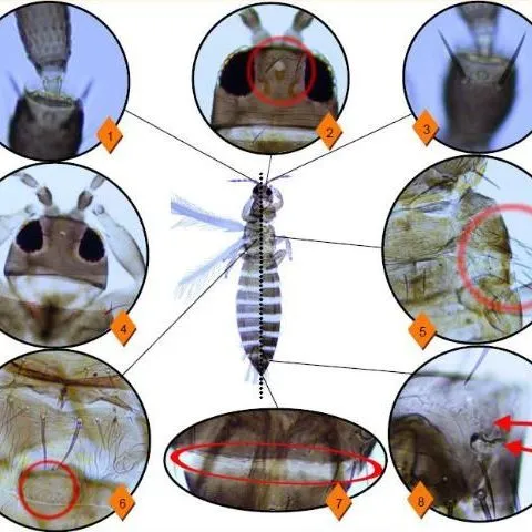 thumbnail for publication: Pest Identification Guide: Tobacco Thrips Frankliniella fusca (Hinds)